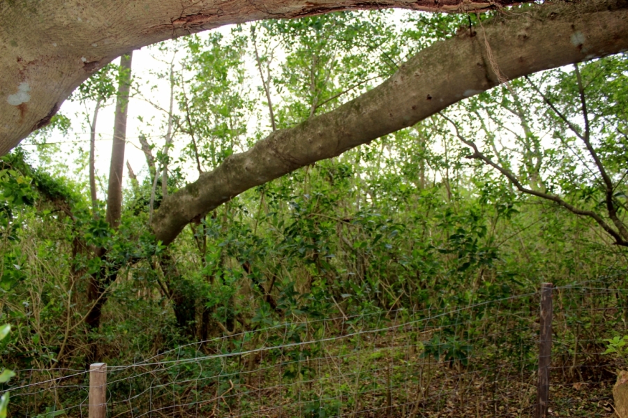 4 Bedroom Property for Sale in Bathurst Eastern Cape